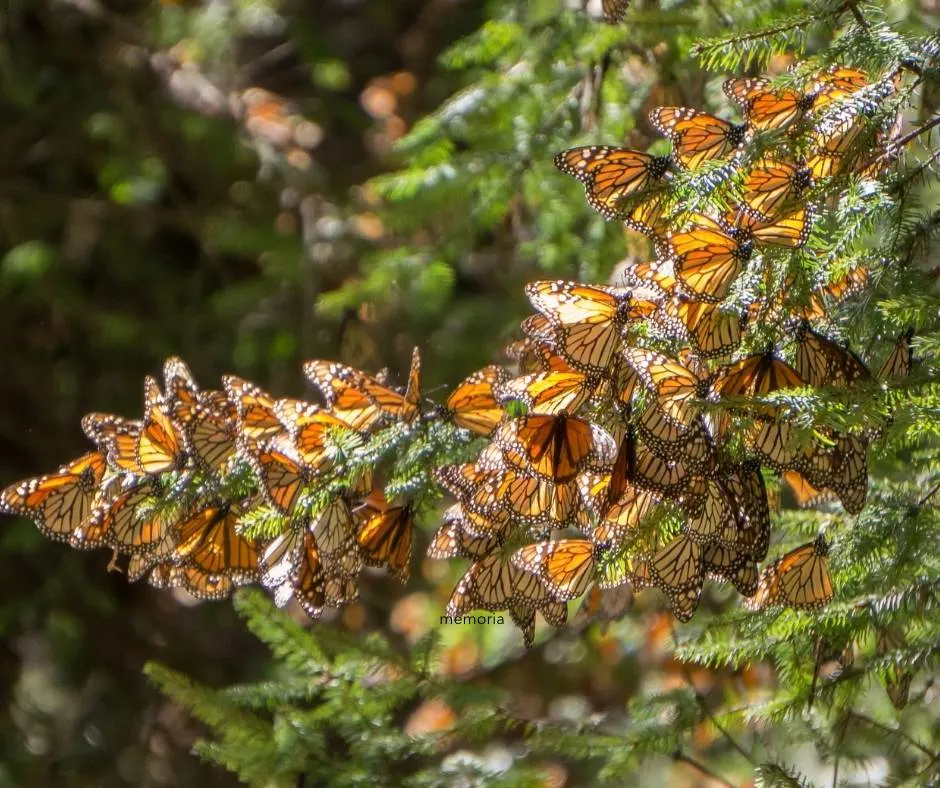 Monarch Butterflies in Mexico