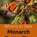 Monarch Butterflies in California