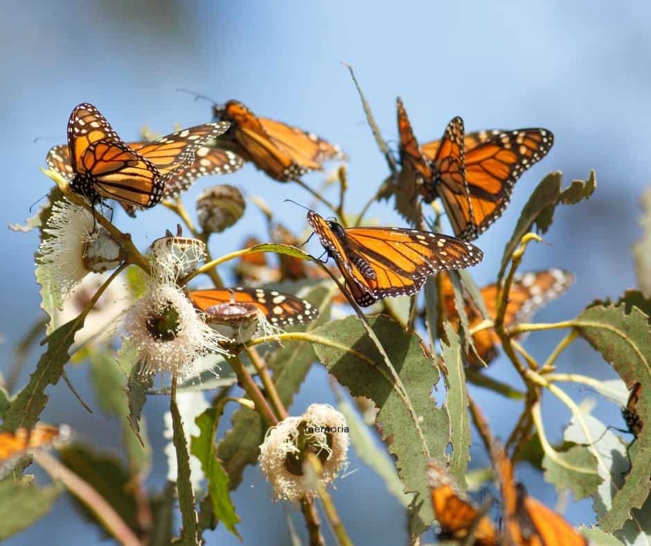 Monarch butterfly cluster