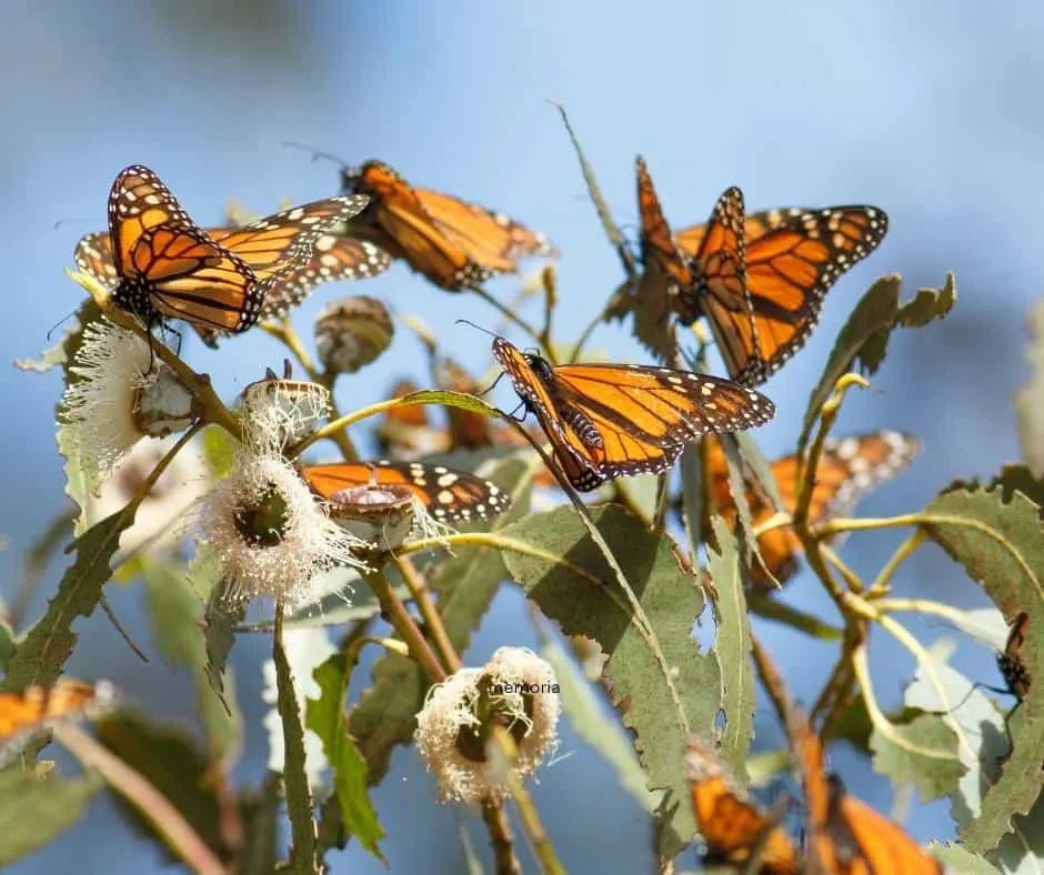 Monarch butterfly cluster