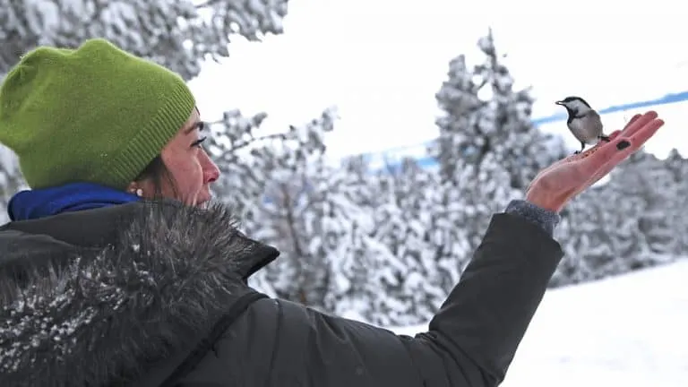 Feeding hte birds at Chickadee Ridge in North Lake Tahoe