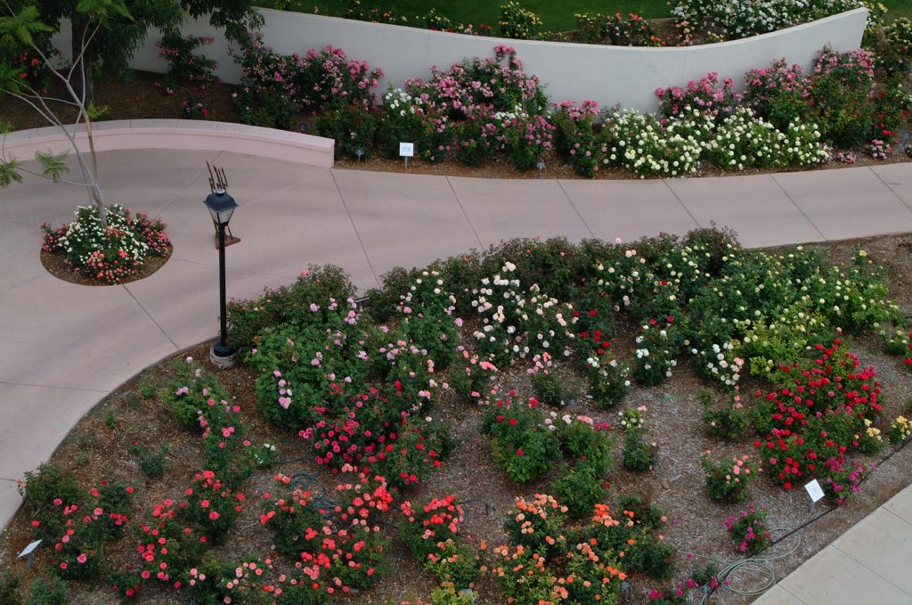 Rose Garden in Mesa