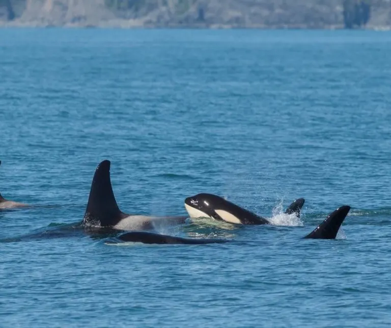 Orca spotting on an Alaska family vacation