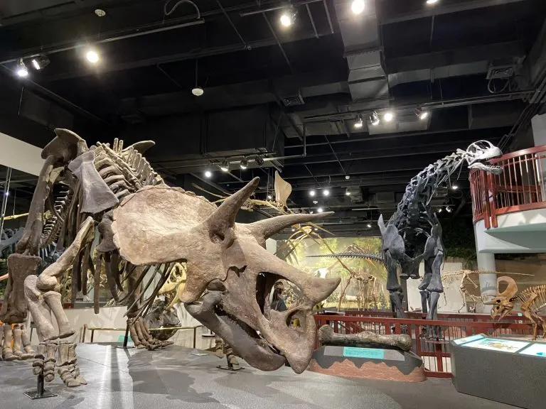 things to do with kids in Mesa, Arizona include visiting the Arizona museum of natural history
