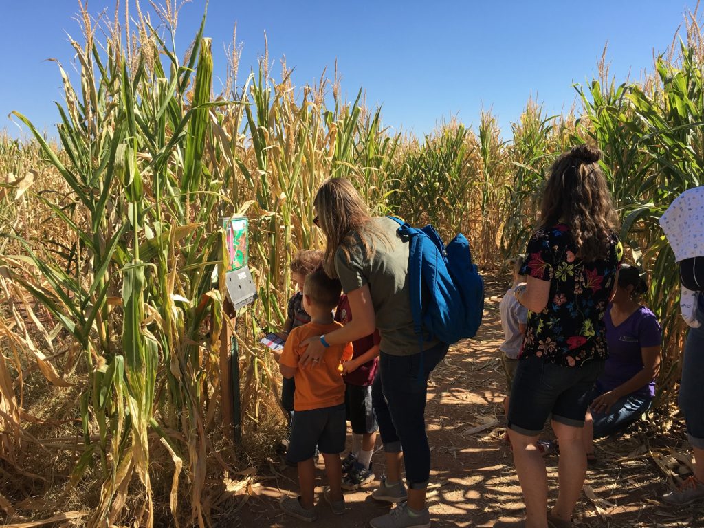 Vertuccio Farms corn maze