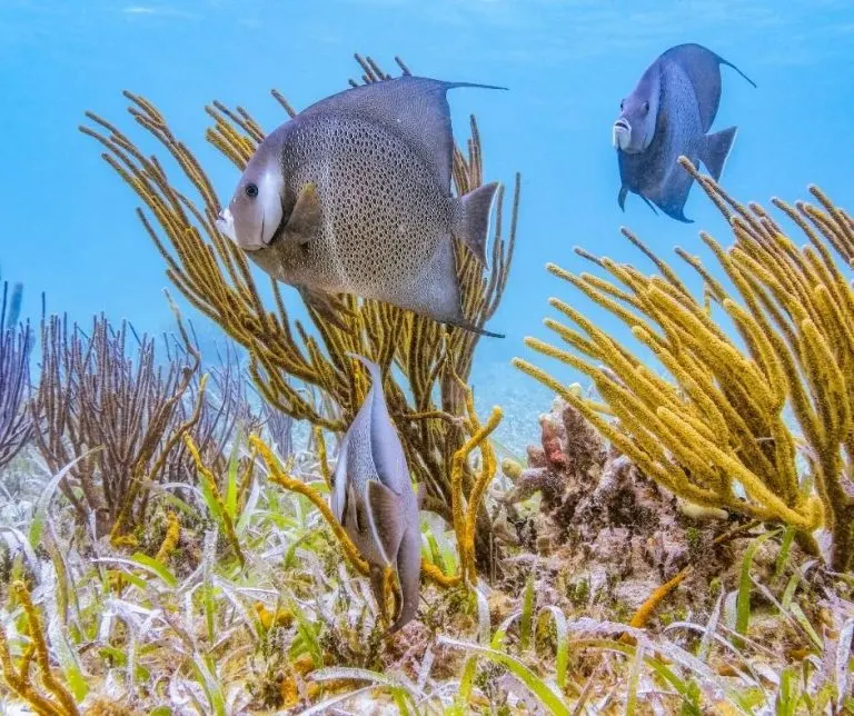 Snorkeling in Hol Chan Marine Reserve is one of the best things to do in San Pedro, Belize