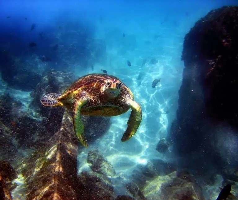 Hawaiian Sea Turtle