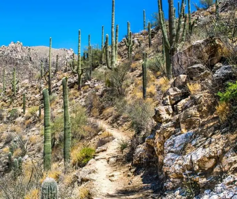 Saguaro National Park trail