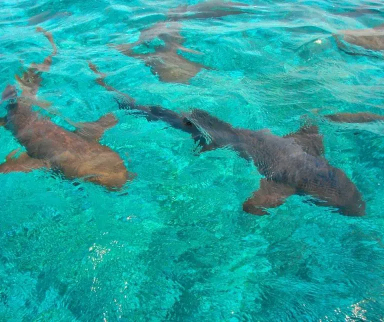 Shark Ray Alley in San Pedro Belize