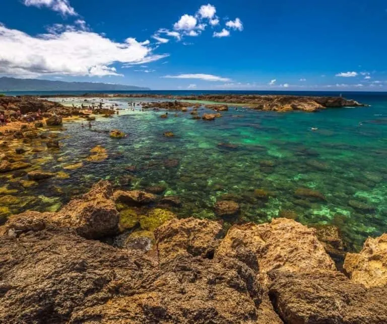 Sharks Cove Snorkeling in Oahu