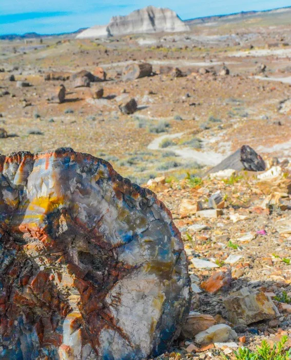 Petrified Forest National Park