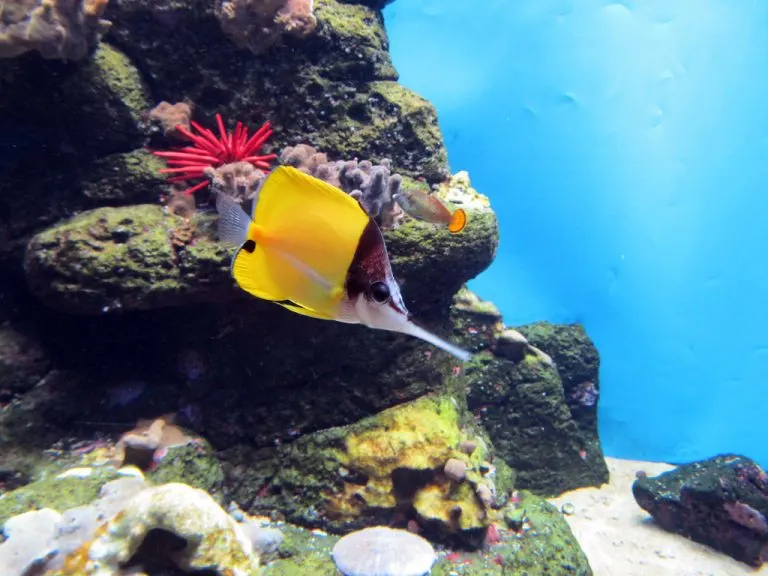 Waikiki Aquarium