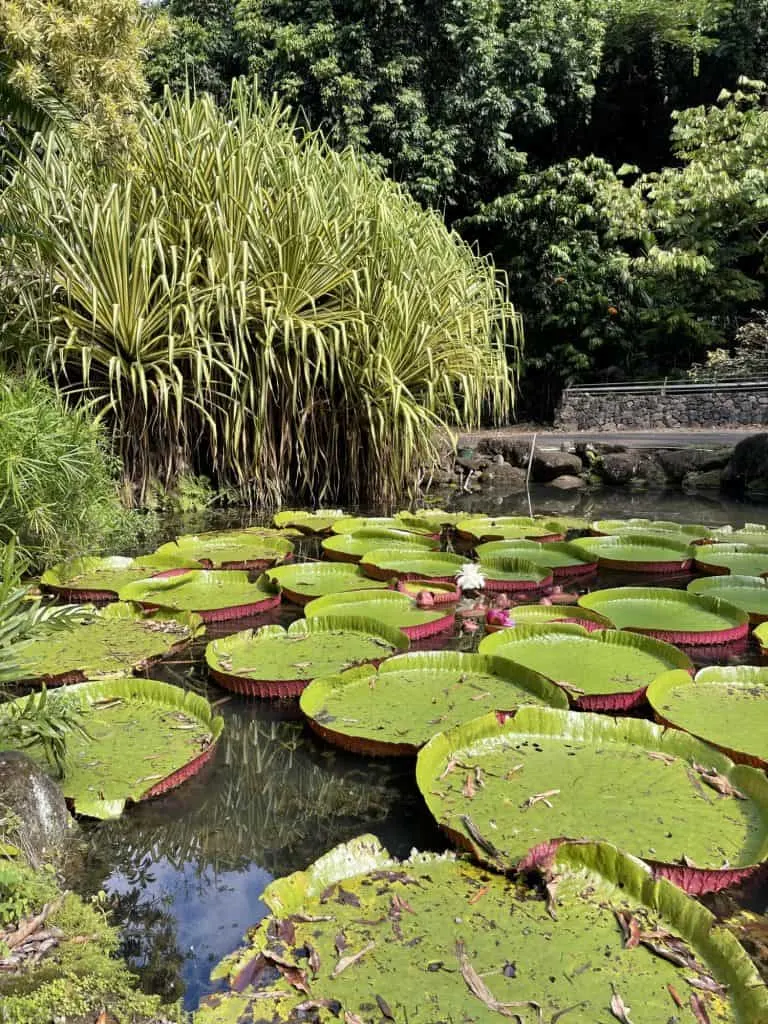 Waimea Valley Victoria Amazonica Water Lilies