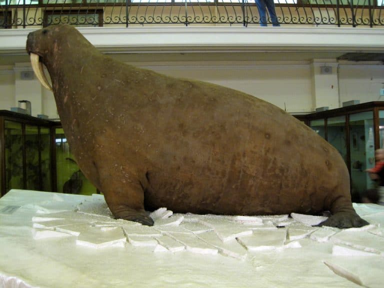 The famous walrus at the Horniman Museum