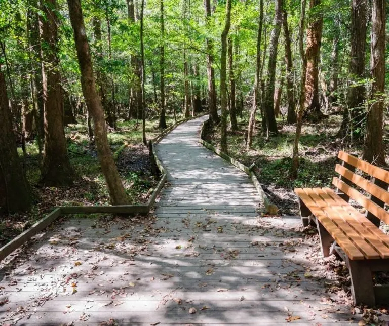 fun things to do in Columbia, SC with kids include Congaree National Park