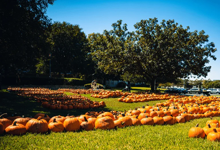 Alamo Heights United Methodist Church has a great pumpkin patch in San Antonio