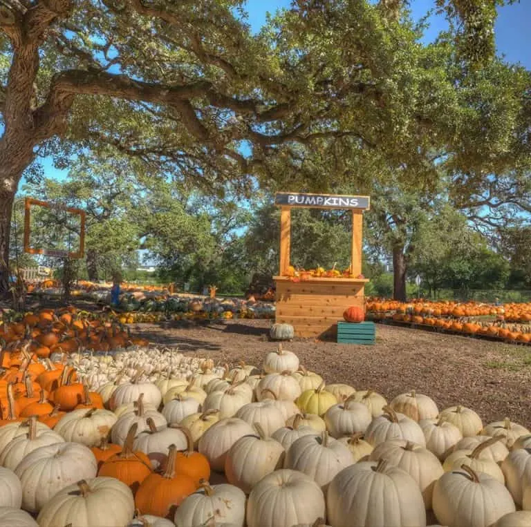 Bracken United Methodist church Pumpkin patch