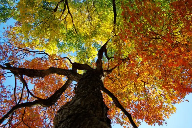 New York Fall Foliage in Chautauqua