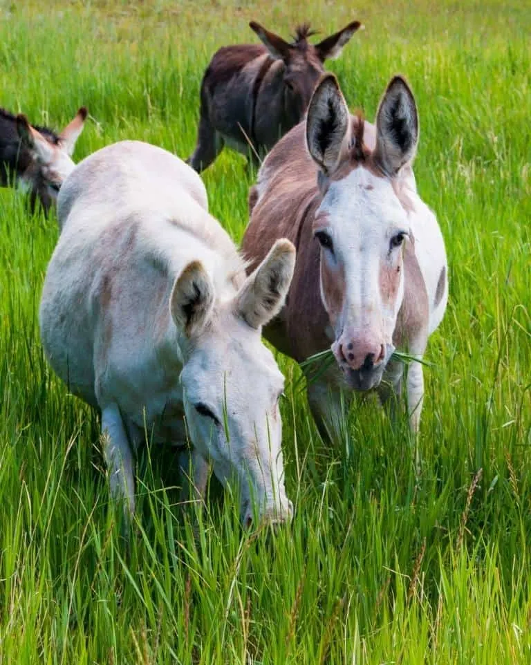 Cripple Creek Donkeys