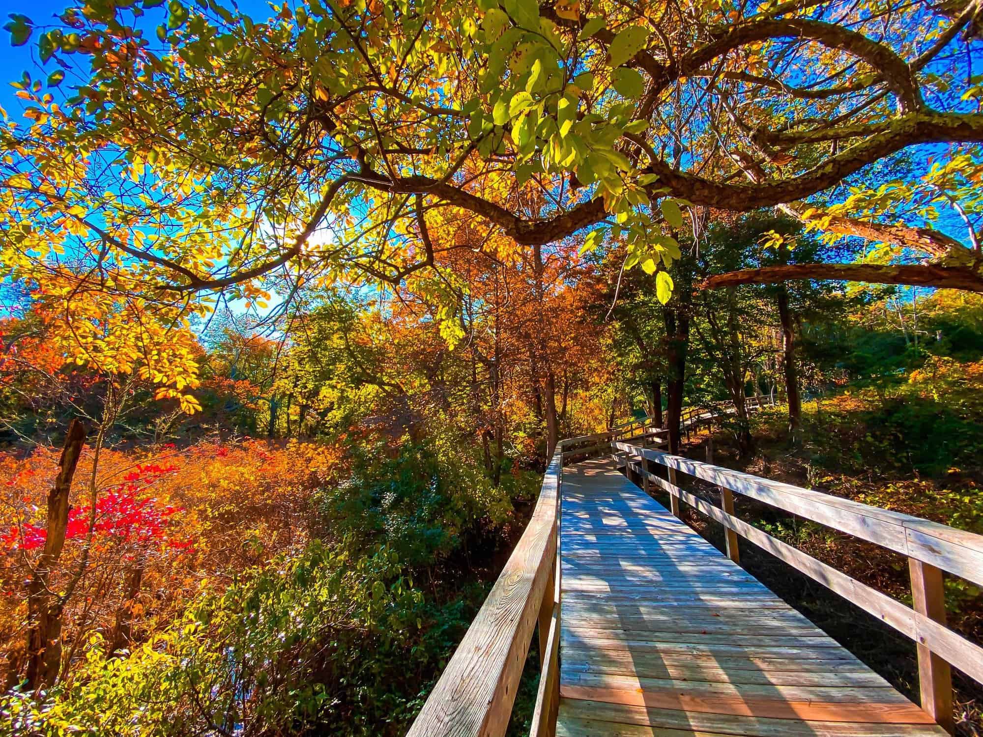 New York Fall Foliage 17 Places to Enjoy Fall Colors in NY