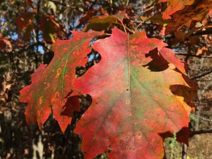 Iowa Fall Colors