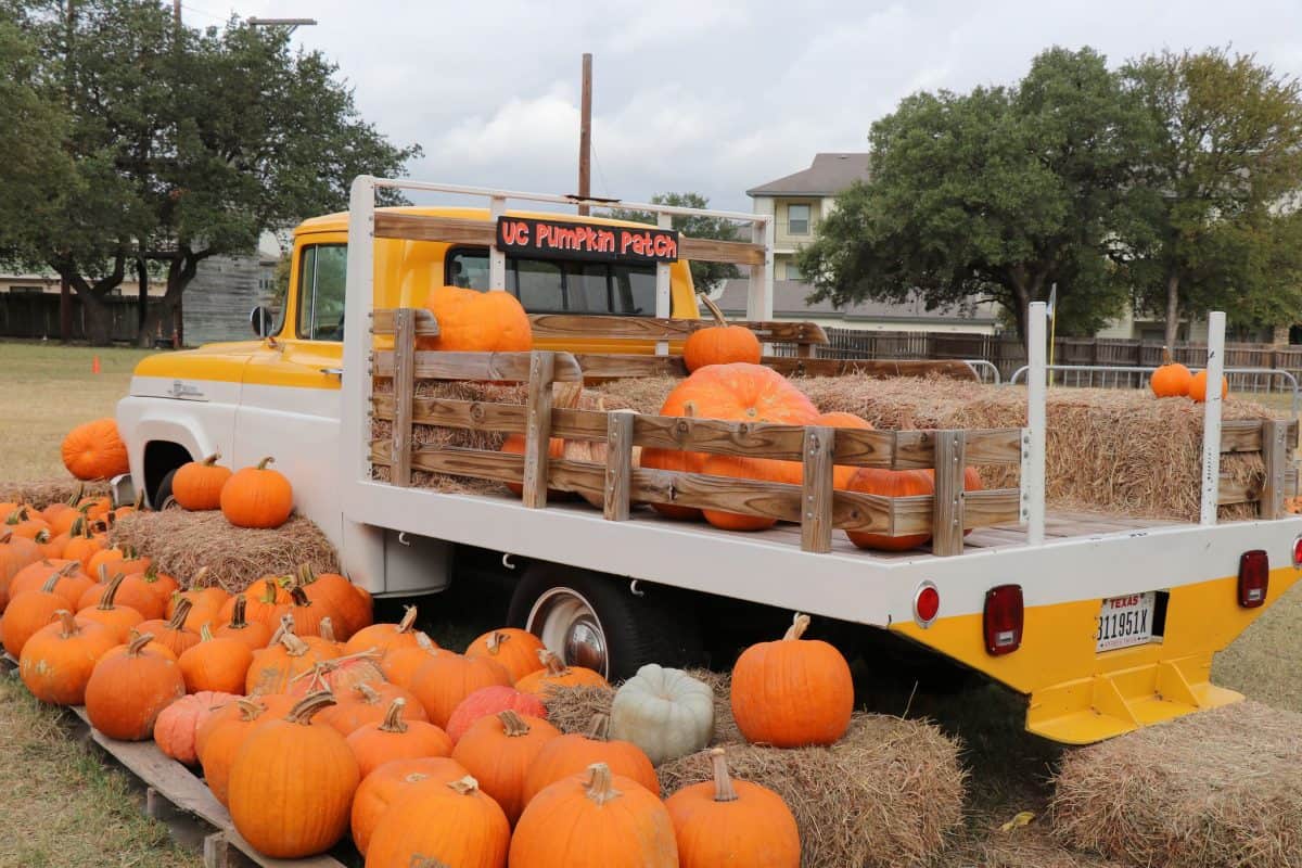 13 Fun Pumpkin Patches In San Antonio For 2023