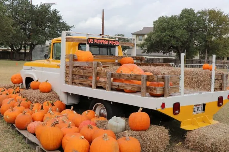 Universal City Pumpkin Patch