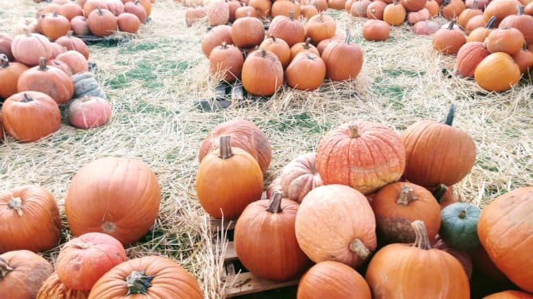 Braune Farms has a great pumpkin patch near San Antonio