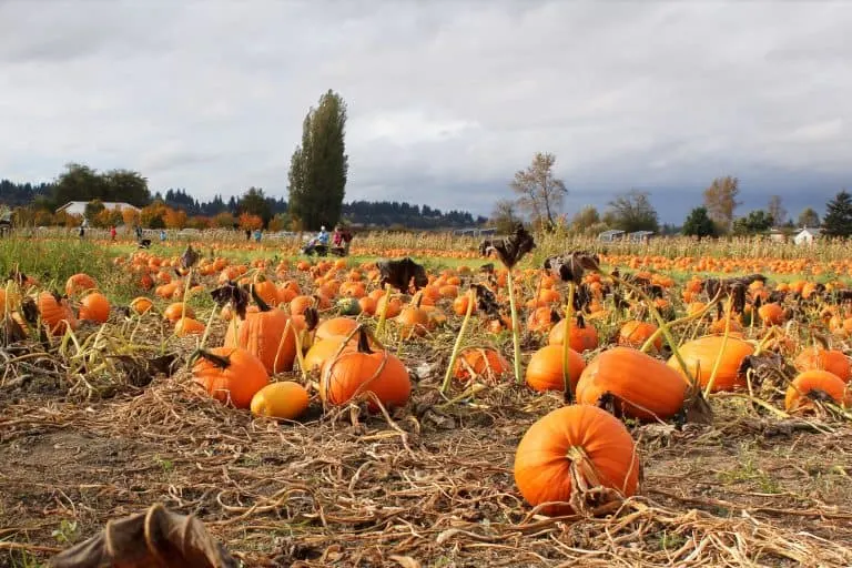 Swan Trail Farm in Snohomish is one of the best pumpkin patches near Seattle