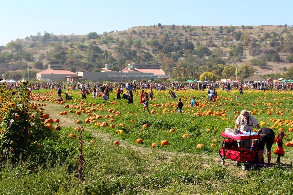 16 Best Pumpkin Patches in Los Angeles Metro 3