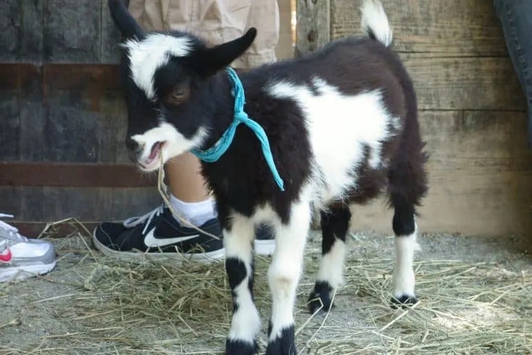 Fairbank Animal Farm and Pumpkin Patch in Edmonds