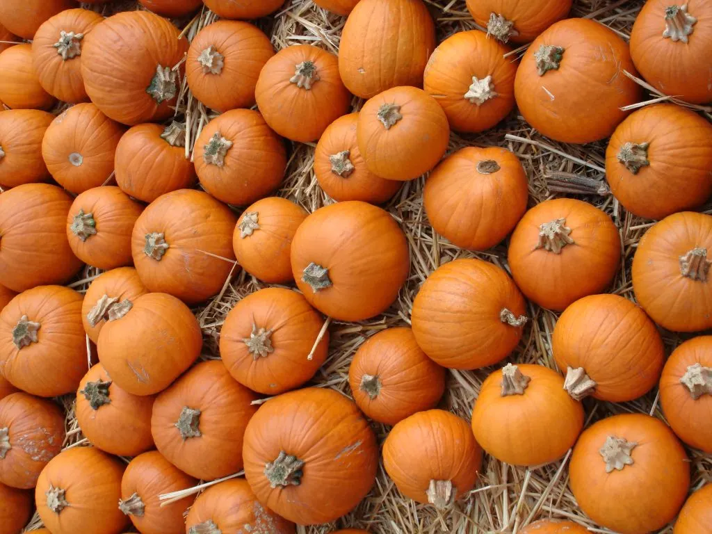 16 Best Pumpkin Patches in Los Angeles Metro 1