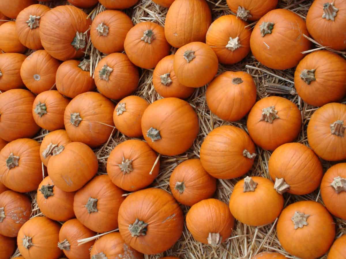 The 16 Best Pumpkin Patches In Los Angeles Metro For 2023