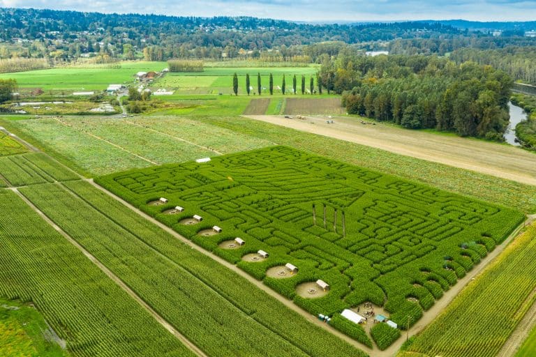 bobs corn and pumpkin farm is one of the best pumpkin patches near Seattle