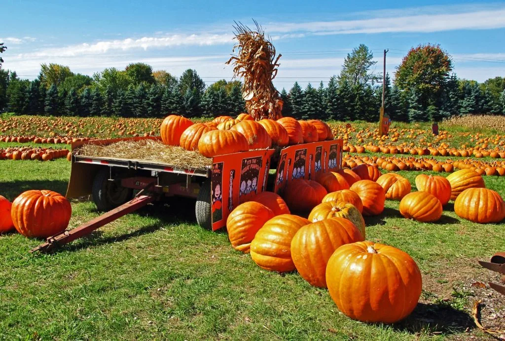 16 Best Pumpkin Patches in Los Angeles Metro 5