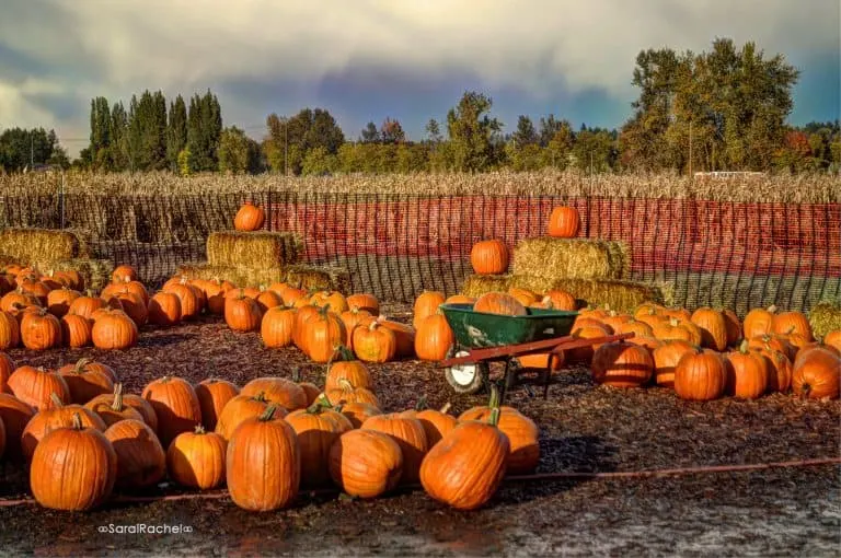 Carpinitos Brothers Farm in Kent