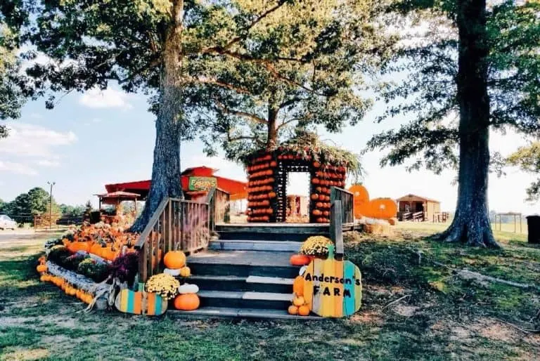 Anderson Farms has a great Colorado pumpkin patch