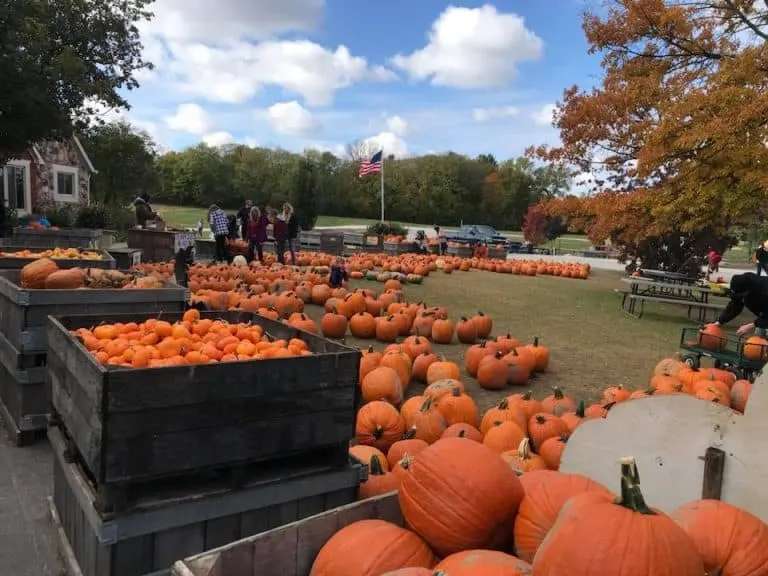 Anderson Orchards Pumpkin Patch
