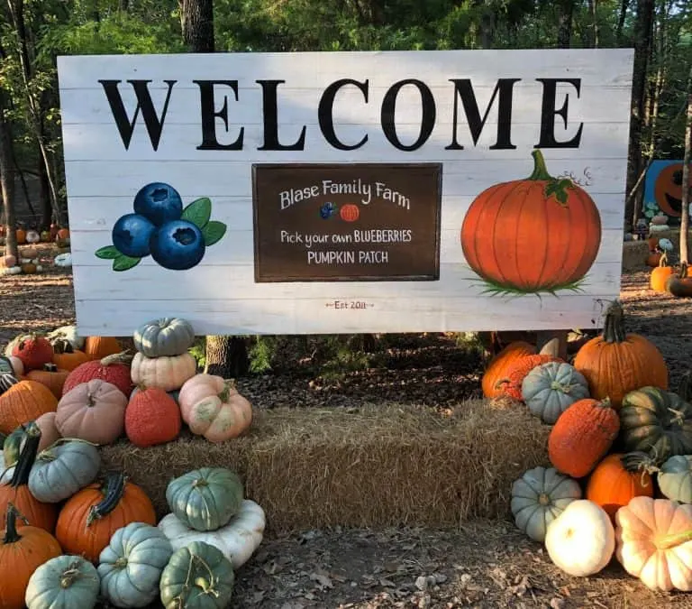 Blase Family Farm pumpkin patch