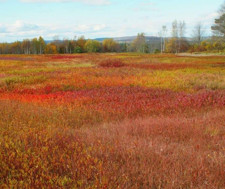 Blueberry Barrens Maine in the fall