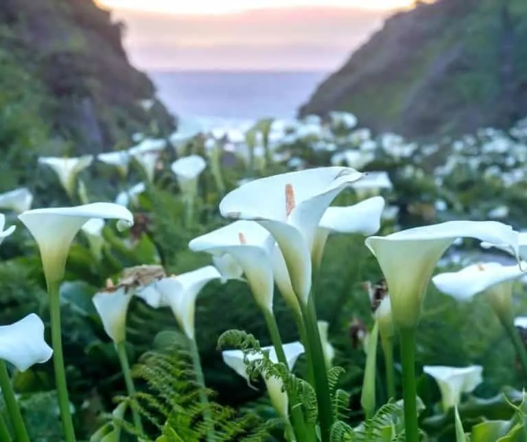 Calla Lily Valley Big Sur