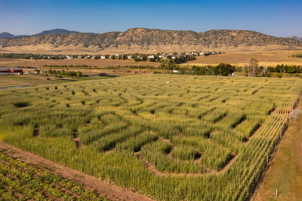 16 Great Pumpkin Patches in Colorado 1