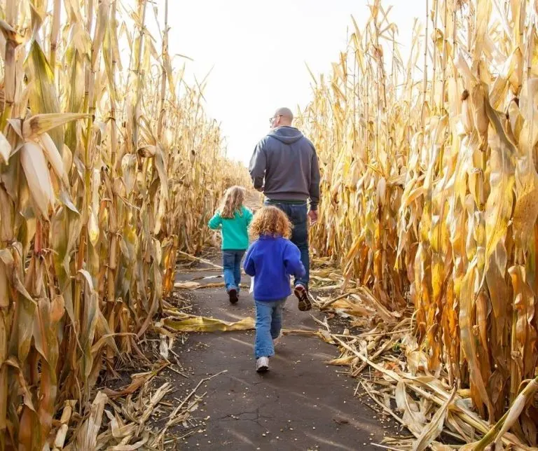 Corn mazes are a fun activity at Iowa pumpkin patches