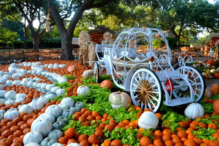 The Dallas Arboretum hosts one of the best pumpkin patches in Dallas