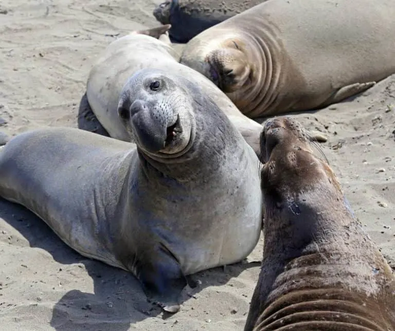 Elephant seals in San Simeon California