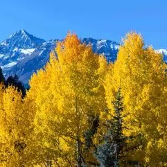 Fall in Colorado- 15 Spots to Enjoy Colorado Fall Foliage