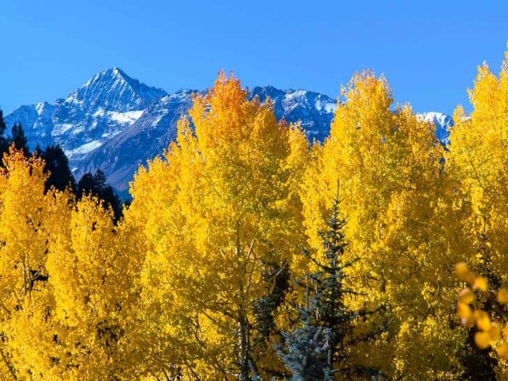 Fall in Colorado- 15 Spots to Enjoy Colorado Fall Foliage
