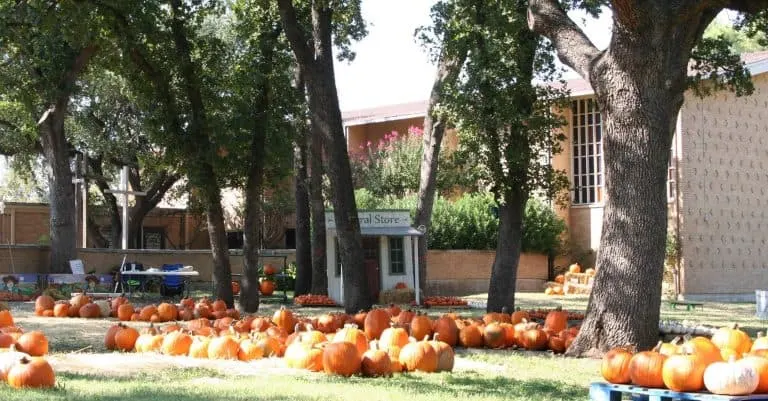 First Christian Church Pumpkin Patch in Arlington