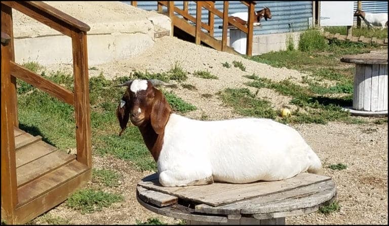 Enchanted Acres is one of the best pumpkin patches in Iowa and home to some adorable goats