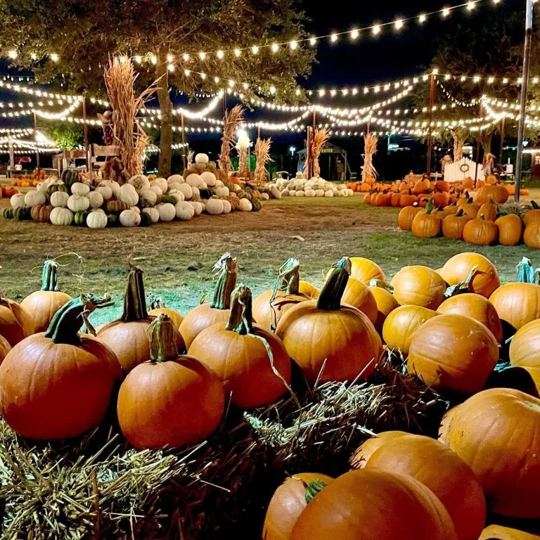 Hall Pumpkin Farm is one of the best pumpkin patches near Dallas